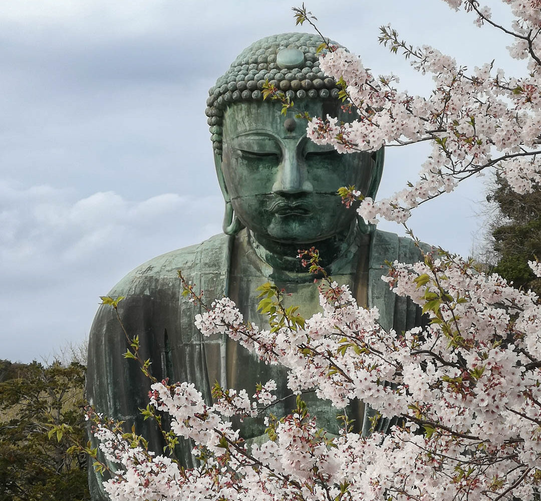 Kamakura - Der große Buddha mit Kirschblüten