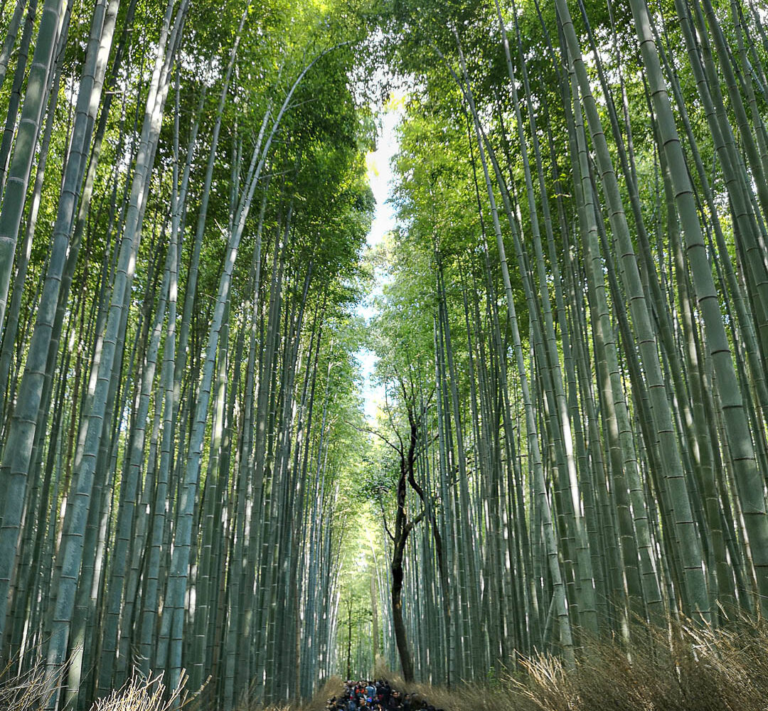 Kyoto - Der Sagano Arashiyama Bambushain