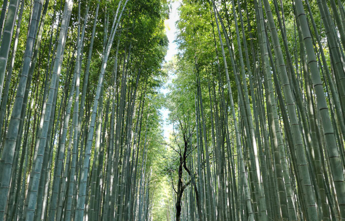 Kyoto - Der Sagano Arashiyama Bambushain