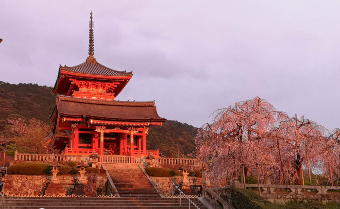Kyoto - Kiyomizu Tempel im Abendlicht mit Kirschblüten
