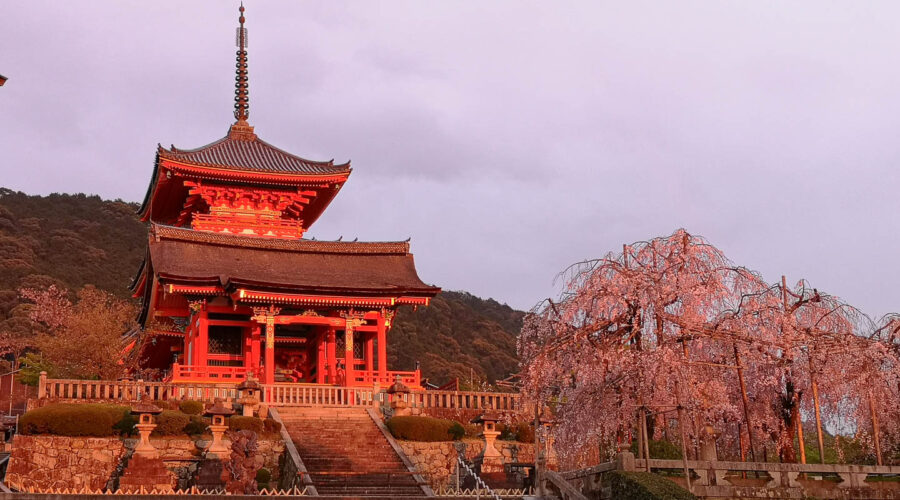 Kyoto - Kiyomizu Tempel im Abendlicht mit Kirschblüten