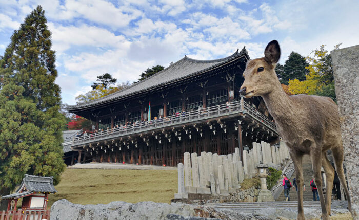 Nara - Nigatsu-do Halle mit Reh