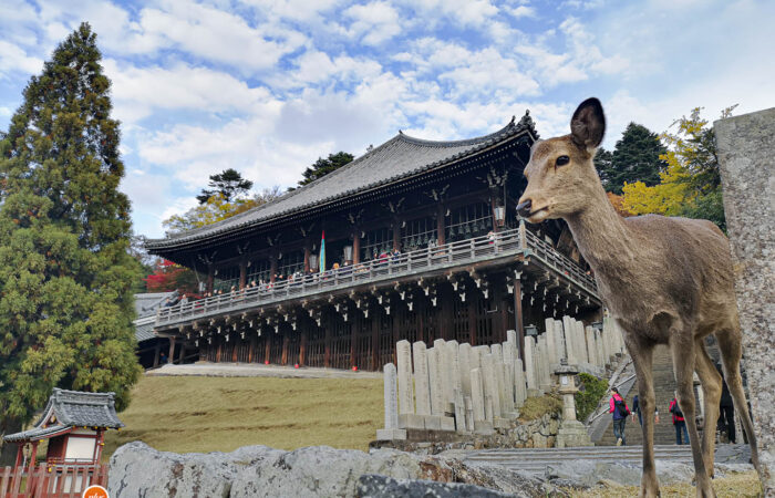 Nara - Nigatsu-do Halle mit Reh