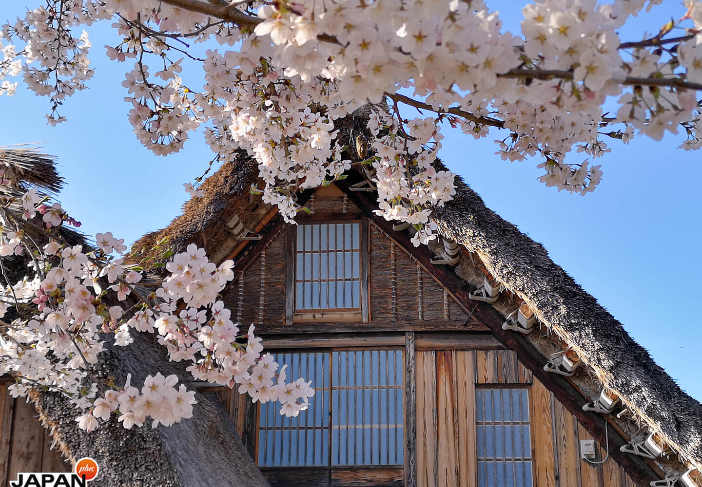 Shirakawago - Altes Farmhaus mit Kirschblüten