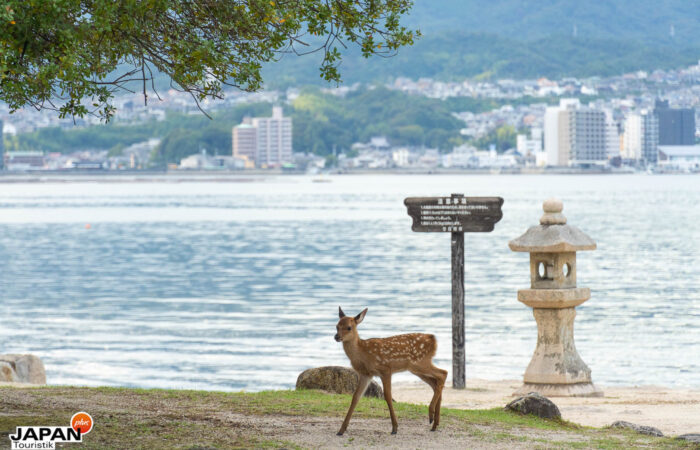 Zahmes Reh auf der Insel Miyajima
