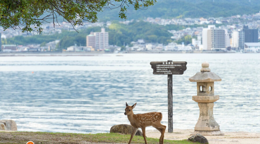 Zahmes Reh auf der Insel Miyajima