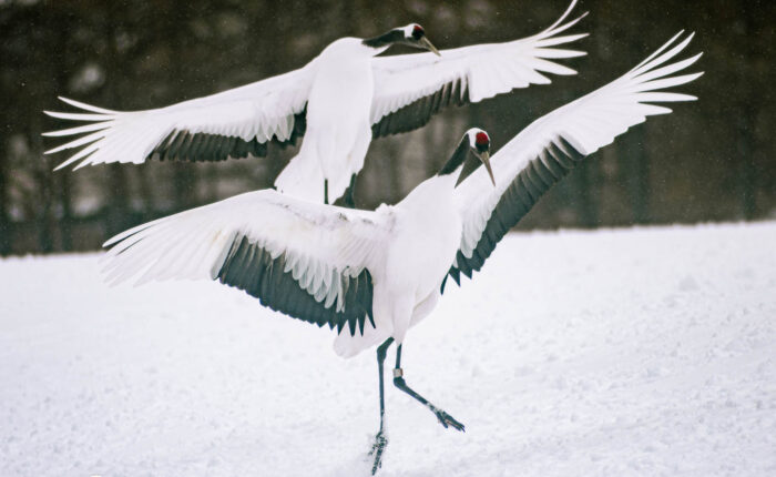 Mandschurenkranische bei der Landung